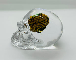 Medium-Epoxy Skull and Recycled Skateboard Brain 💀🛹🧠